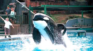 A orca Keiko, intérprete de Free Willy - Divulgação/ Warner Bros