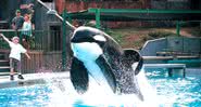 A orca Keiko, intérprete de Free Willy - Divulgação