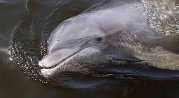 O golfinho Zafar - Divulgação/ YouTube/ TomoNews US