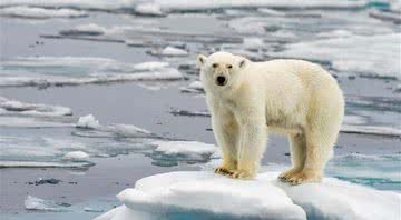 Urso polar no Polo Norte - Divulgação