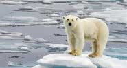 Urso polar no Polo Norte - Divulgação