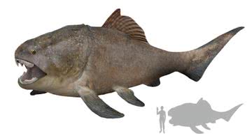Reprodução e comparação de tamanho entre um humano, um tubarão-branco e um peixe Dunkleosteus terrelli - Wikimedia Commons