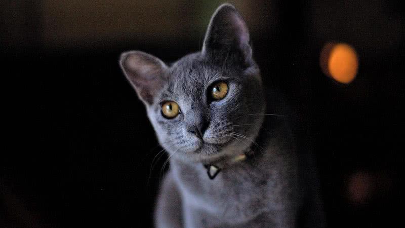 Fotografia de gato Azul Russo, uma raça nativa do país