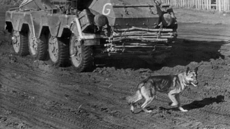 Fotografia de cachorro caminhando na frente de tanque militar - Divulgação/Coleção de Christian Ankerstjerne