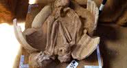 Cerâmica cercava o esqueleto de um tupi-guarani - Divulgação