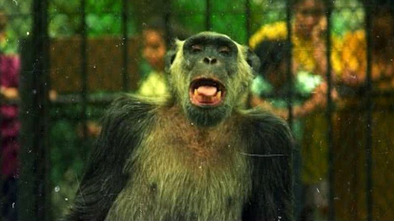 O macaco Tião - Divulgação/Youtube