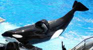 Tilikum, a baleia assassina - Wikimedia Commons