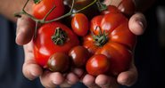 Ilustração de tomate - Getty Images