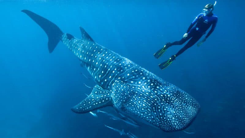 Pesquisador mergulhando junto a tubarão-baleia - Divulgação/ Australian Institute of Marine Science