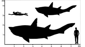 Esboço do possível tamanho do tubarão em comparação ao homem - Patrick L. Jambura
