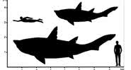 Esboço do possível tamanho do tubarão em comparação ao homem - Patrick L. Jambura