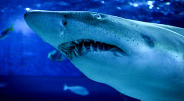 Imagem ilustrativa de um tubarão - Divulgação