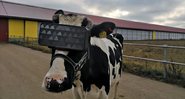 Vaca utilizando equipamento de realidade virtual - Ministério da Agricultura e Alimentação da Região de Moscou