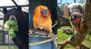 Zoológico americano pede para que crianças escrevam cartas para os animais - Divulgação