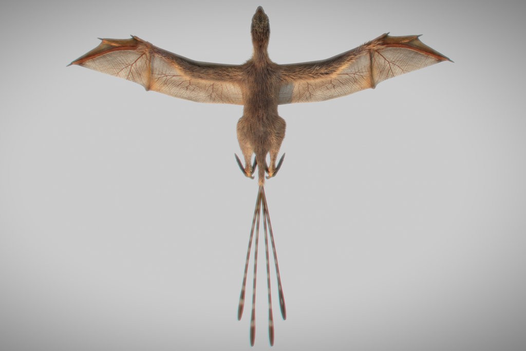 コウモリの羽を持つ恐竜が中国のチームによって発見されました Super Universo