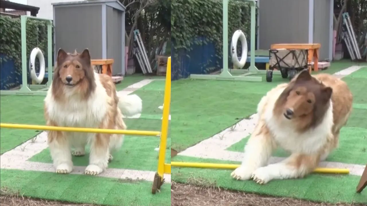 Collie humano: Homem que vive como cachorro divulga vídeo com obstáculos