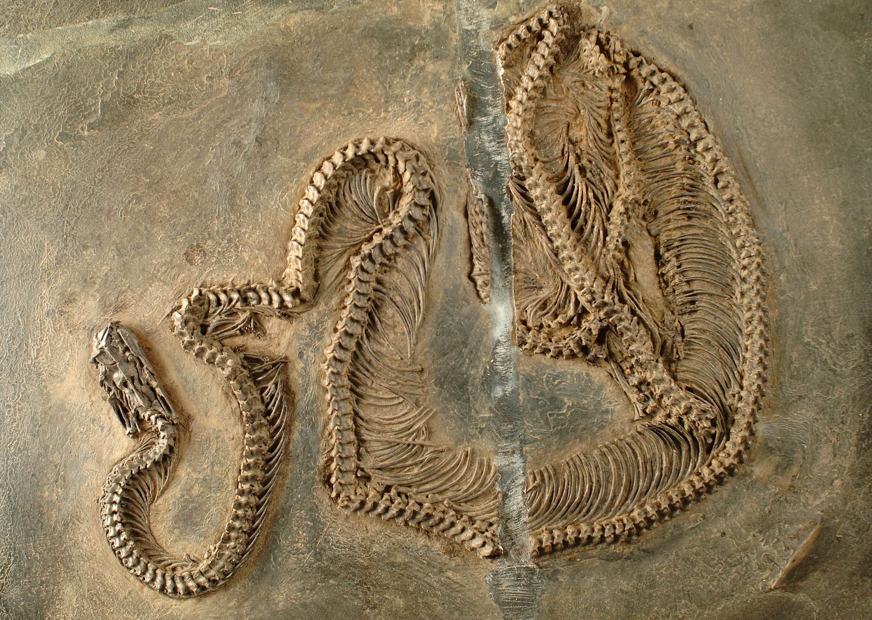 Fóssil pode ajudar a desvendar origem das serpentes - 19/07/2022 - Ciência  - Folha