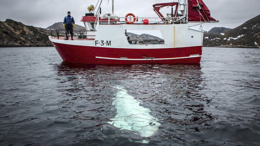 Visão  Baleia-branca encontrada na Noruega pode ser uma