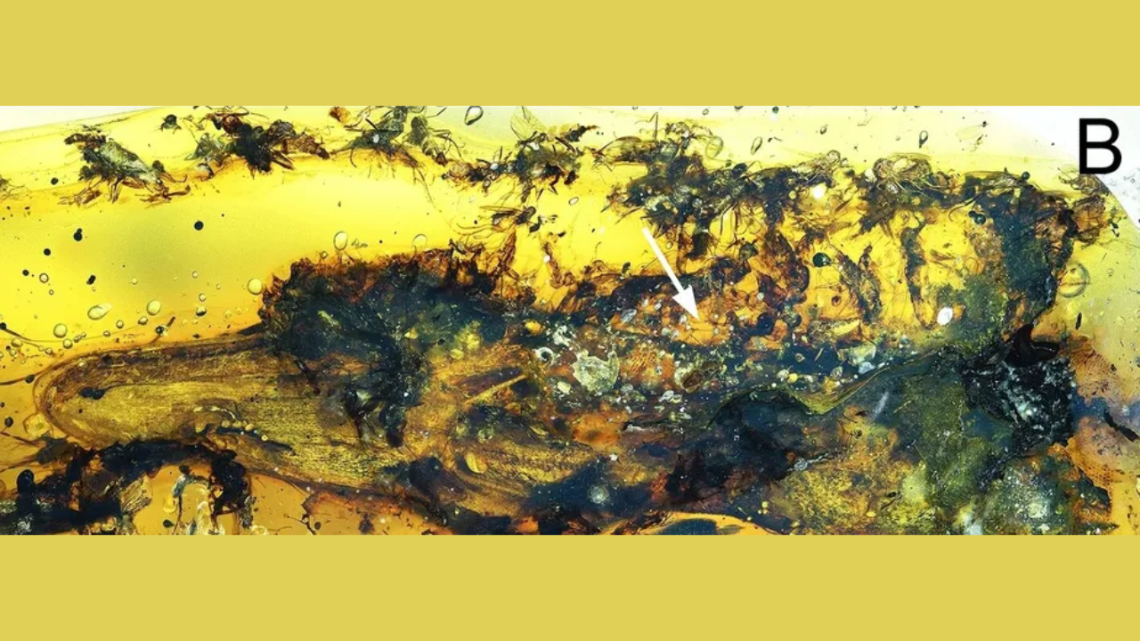 Fotografia de âmbar com corpo preservado de lagarto e insetos necrófagos em seu interior