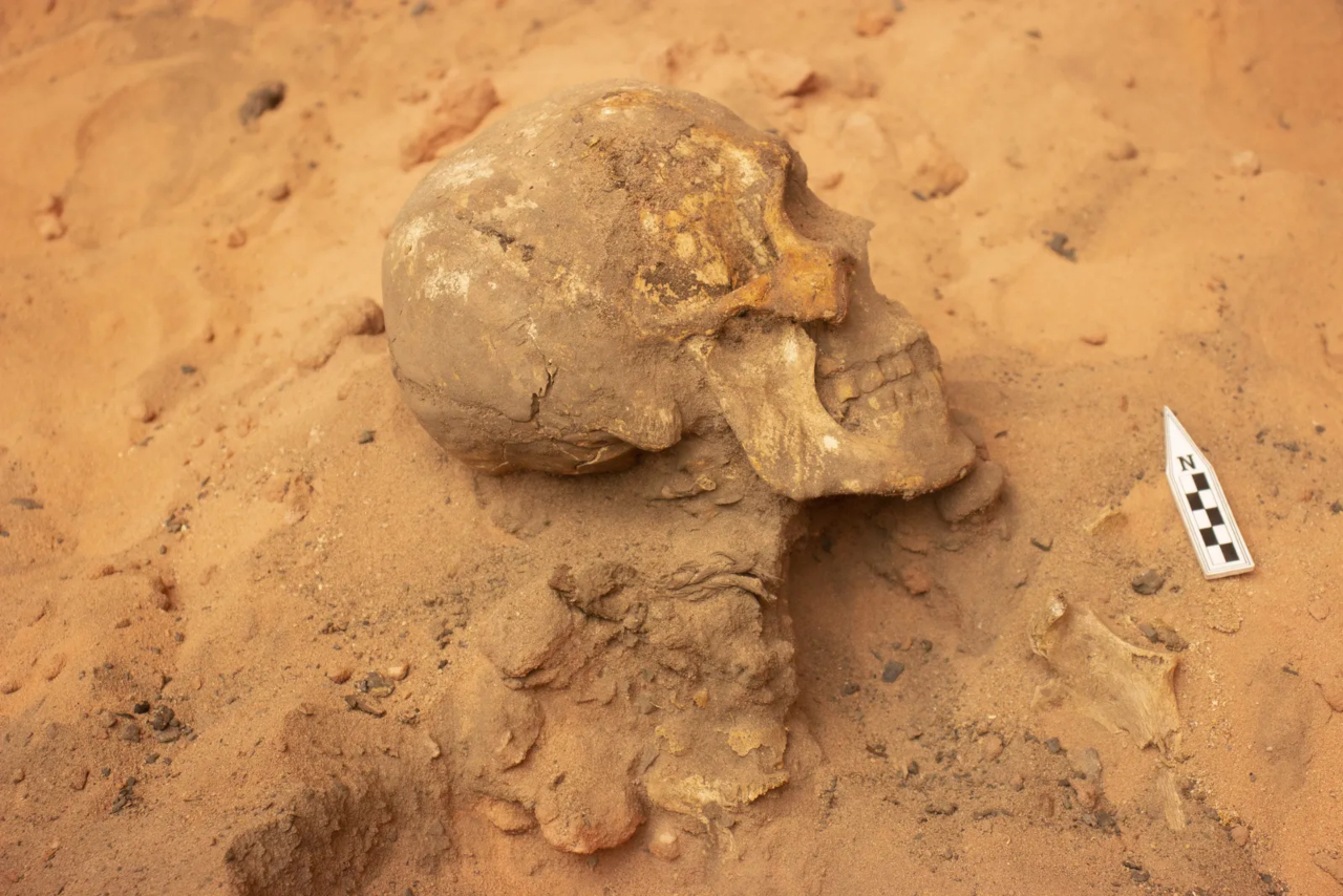 Crânio do esqueleto recém-descoberto no Piauí