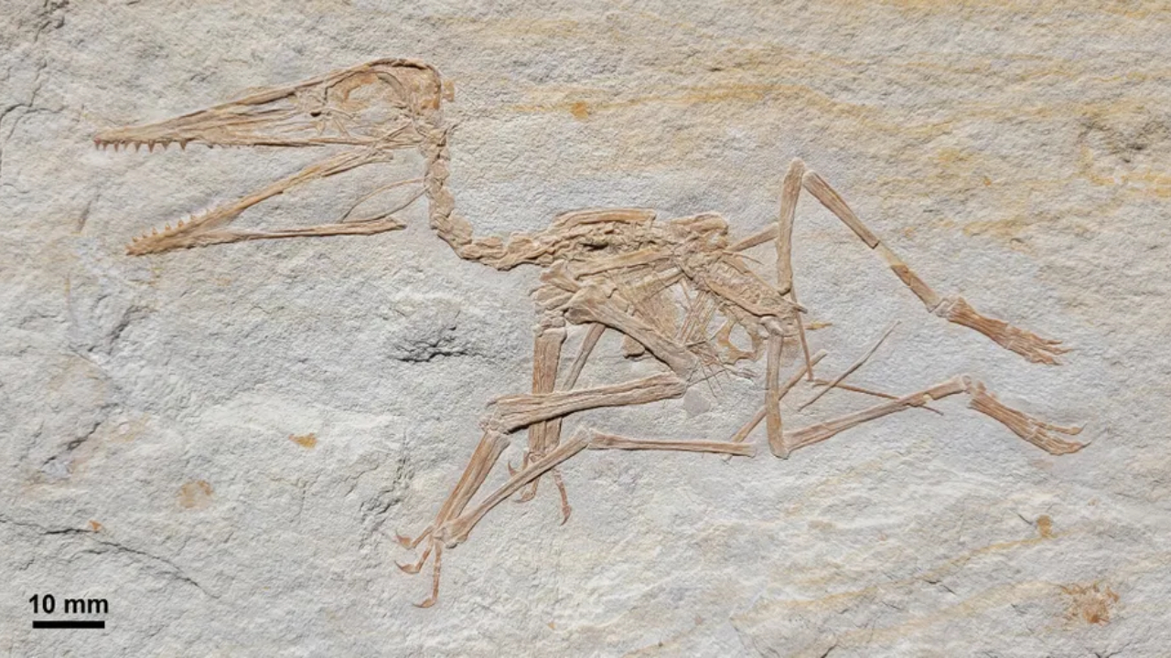 Fóssil mais antigo de pterossauro já encontrado, descoberto recentemente