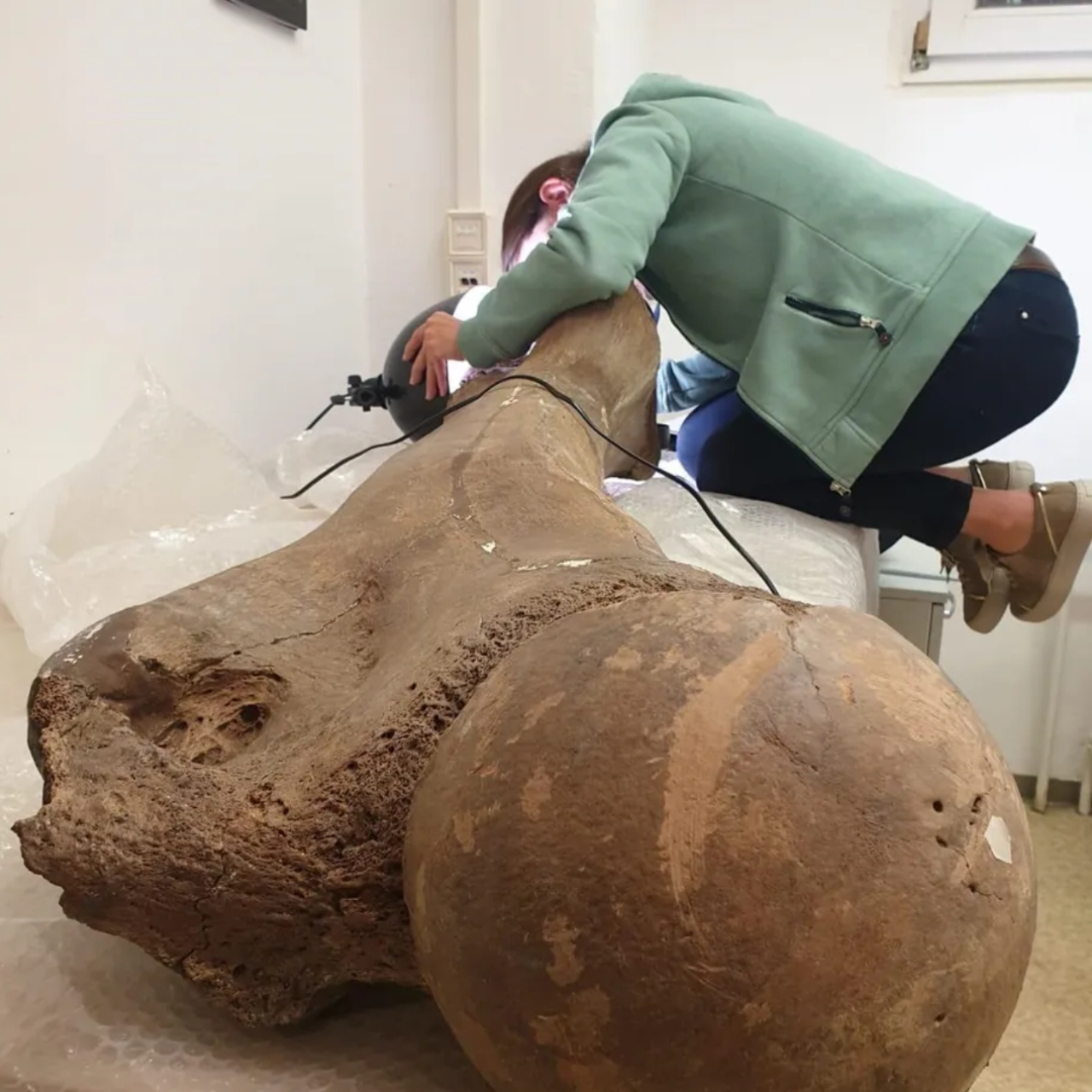 Osso de antigo elefante caçado por neandertais sendo analisado