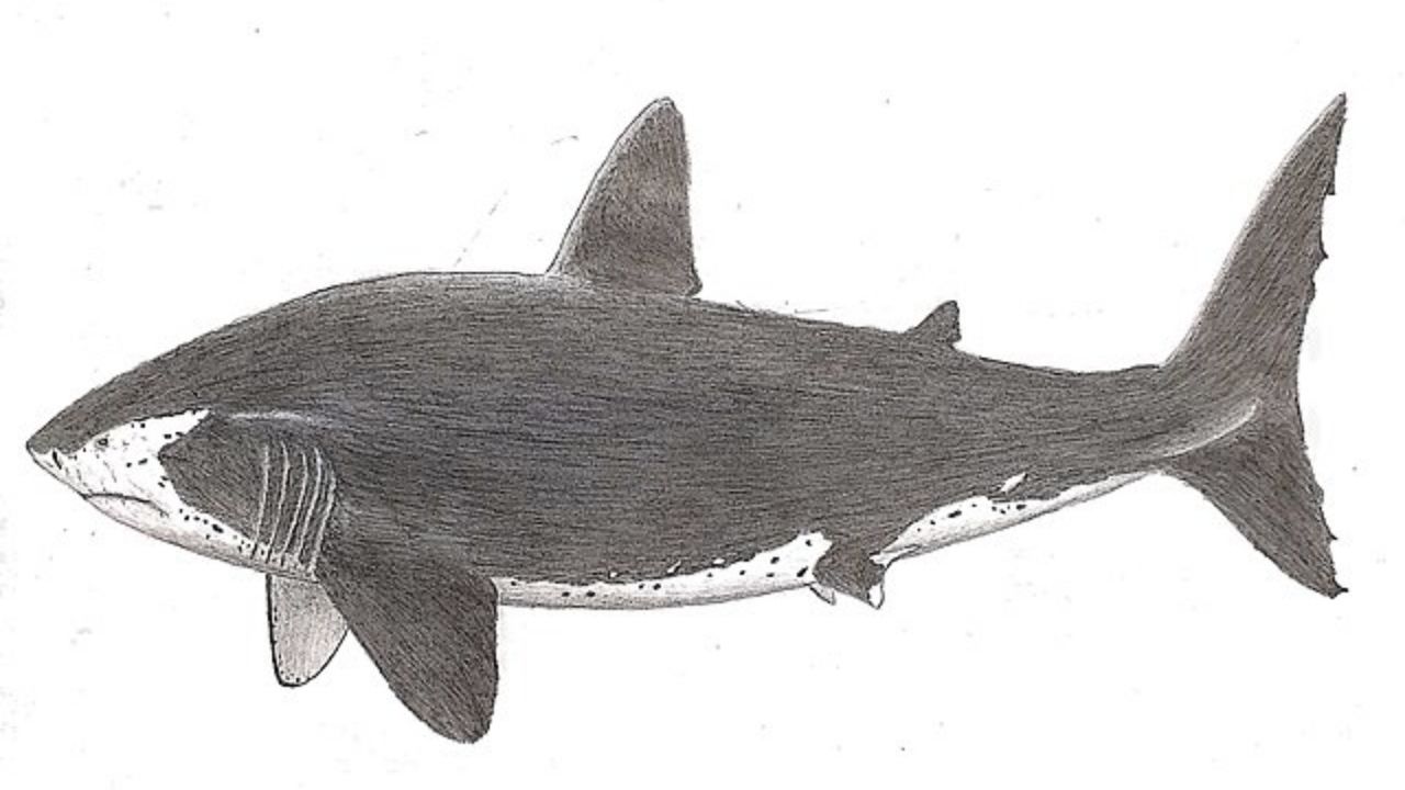 Ilustração do tubarão megalodonte