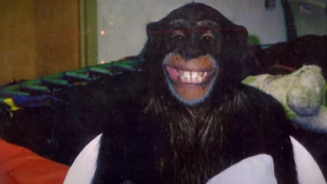 Chimpanzé macho mais velho dos EUA morre aos 63 anos