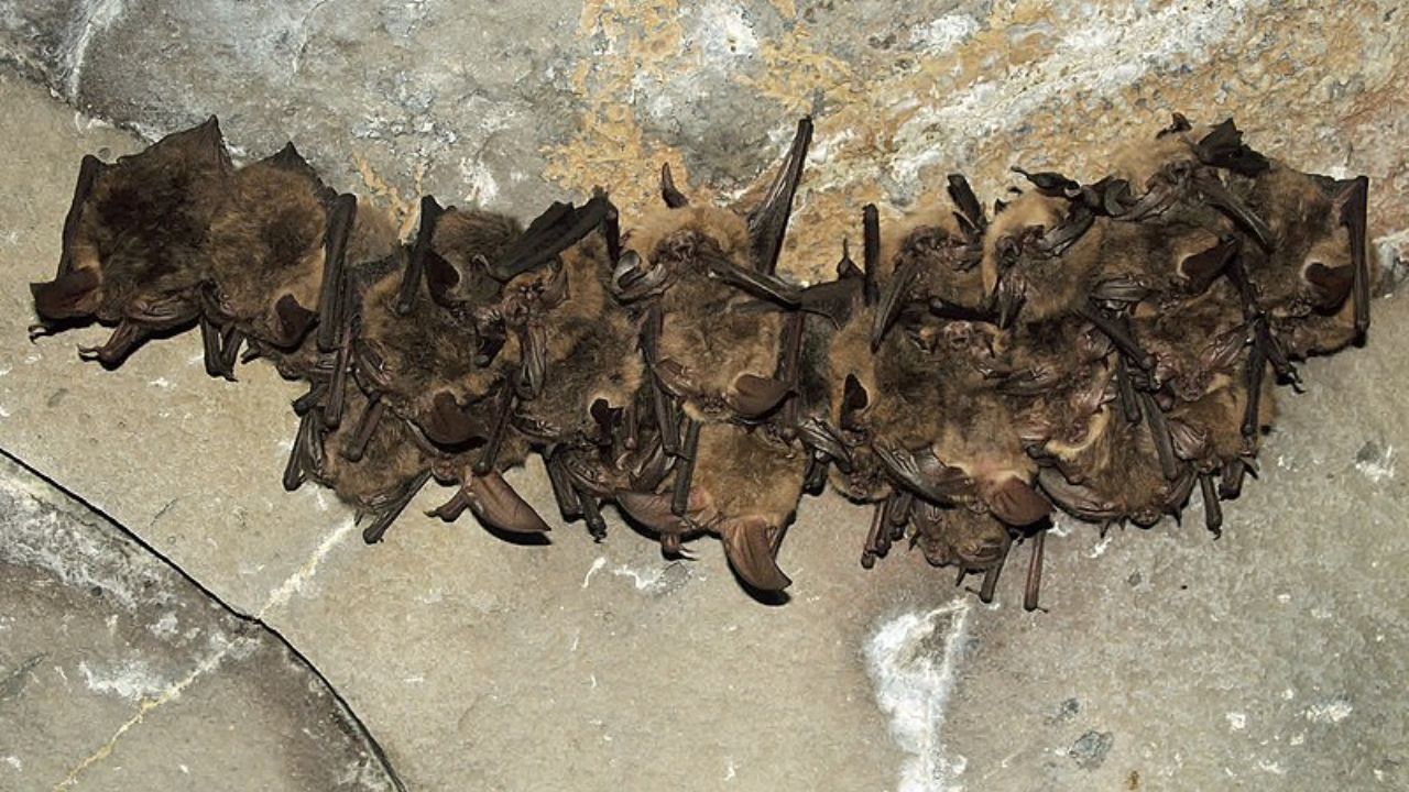 Além de cães e gatos, morcegos também estão entre os principais transmissores do vírus da raiva