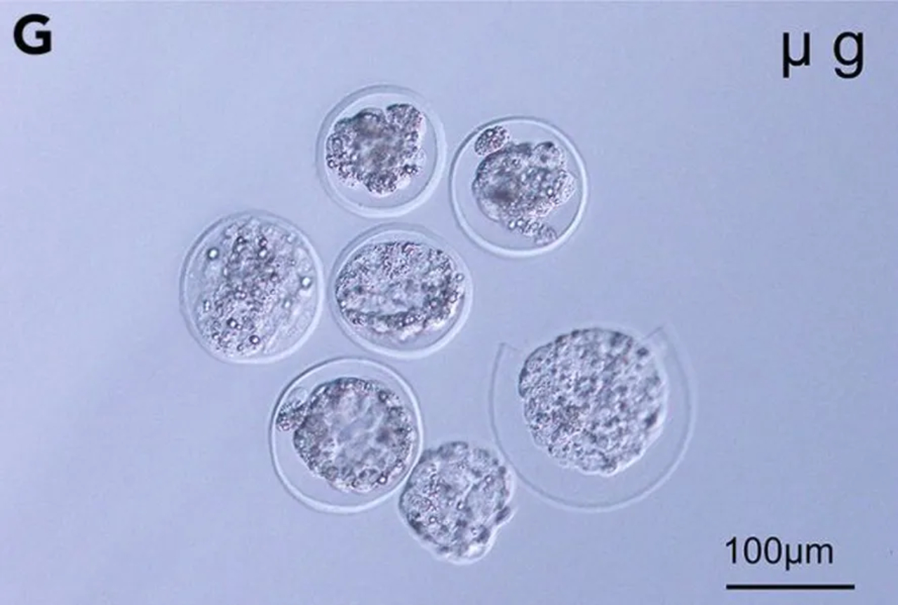 Blastócitos de camundongos desenvolvidos em microgravidade