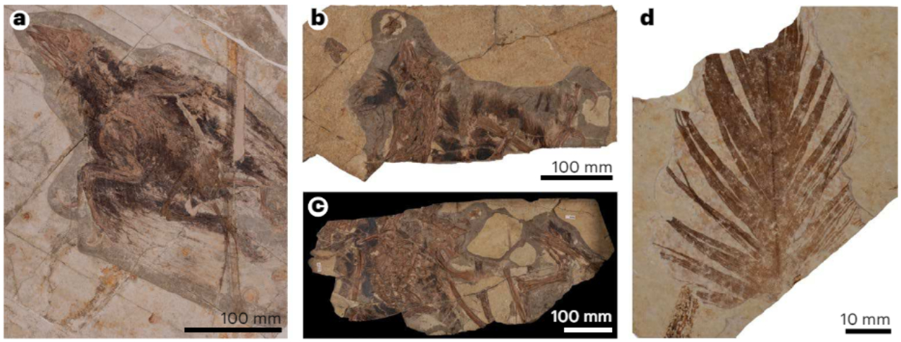 Fósseis da ave Confuciusornis (a), do dinossauro Sinornithosaurus (b e c) e uma pena encontrada originalmente nos EUA (d)
