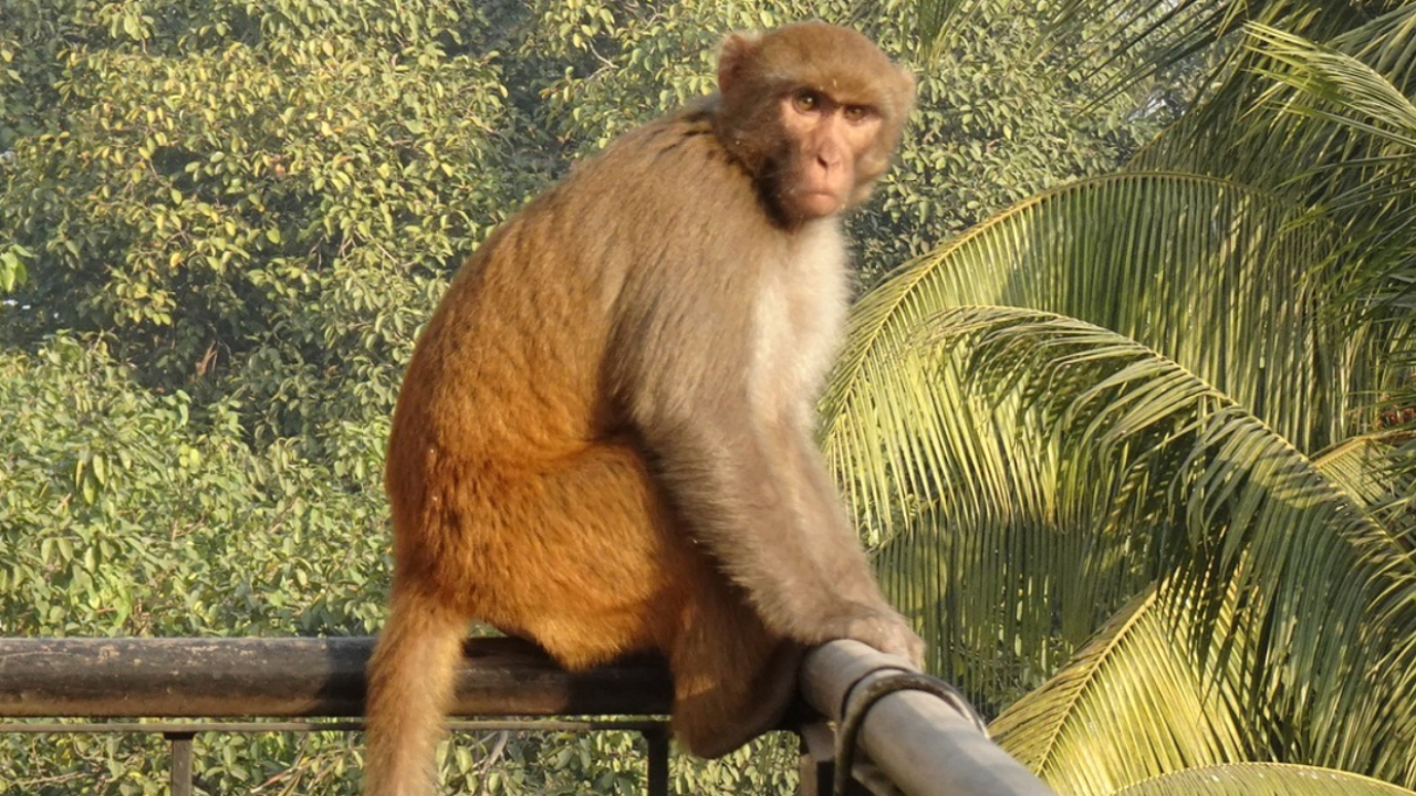 Macaco-rhesus