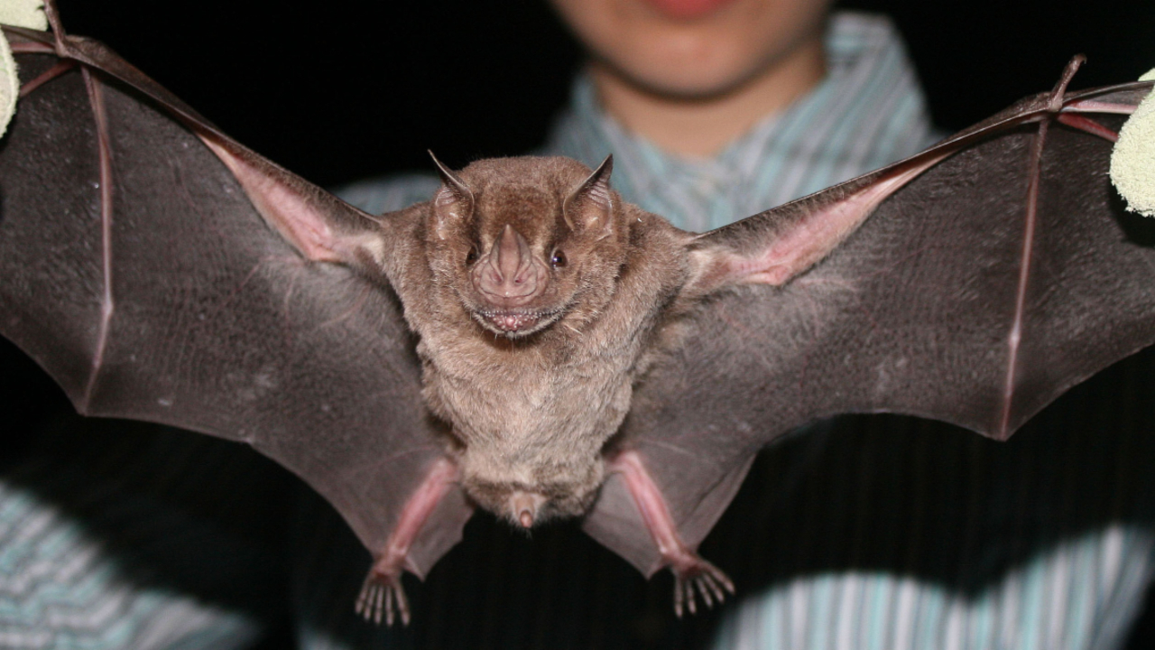 Morcego da espécie Atribeus jamaicensis