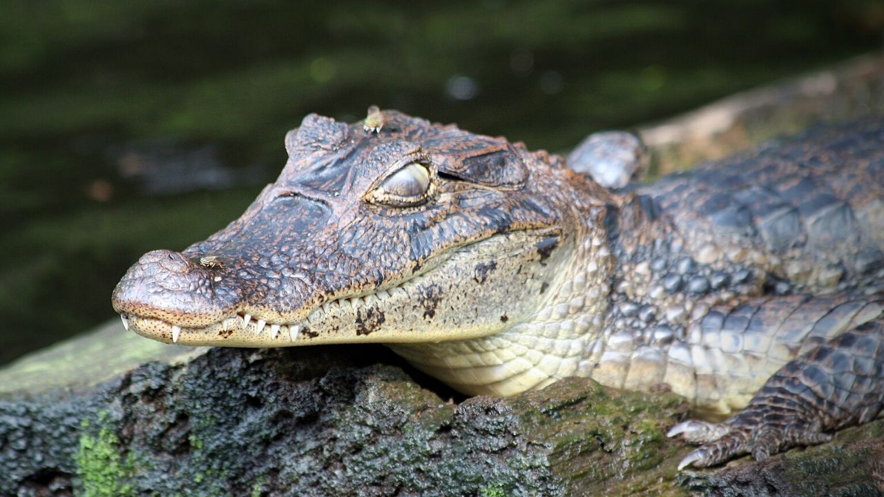 Крокодил это пресмыкающееся животное. Коста Рика крокодилы. La lagarteada крокодилы Коста Рика. Коста Рика Кайман. Дикие животные крокодил.