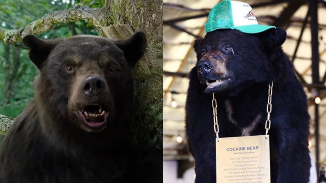 Comédia sobre urso viciado em cocaína causa polêmica nos EUA
