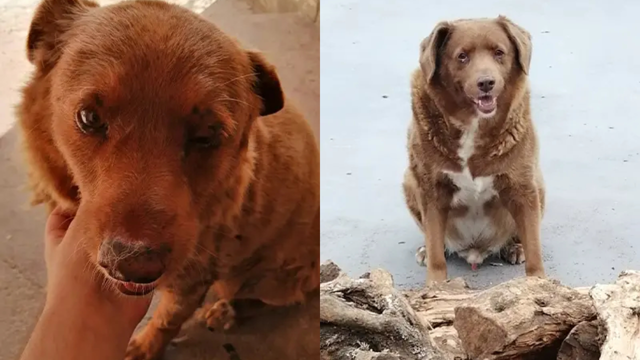 Bobi, cachorro recordista como o mais velho da história