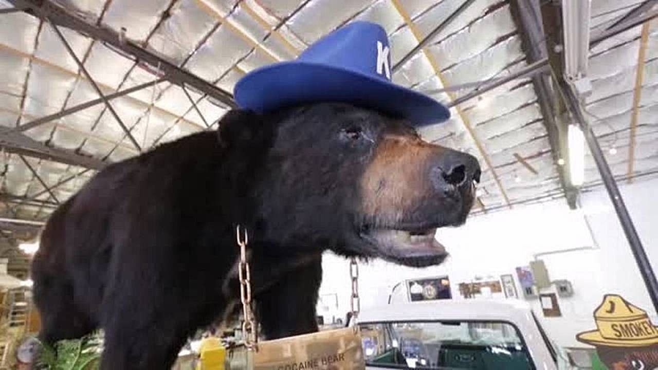 Fotografia do famoso urso empalhado