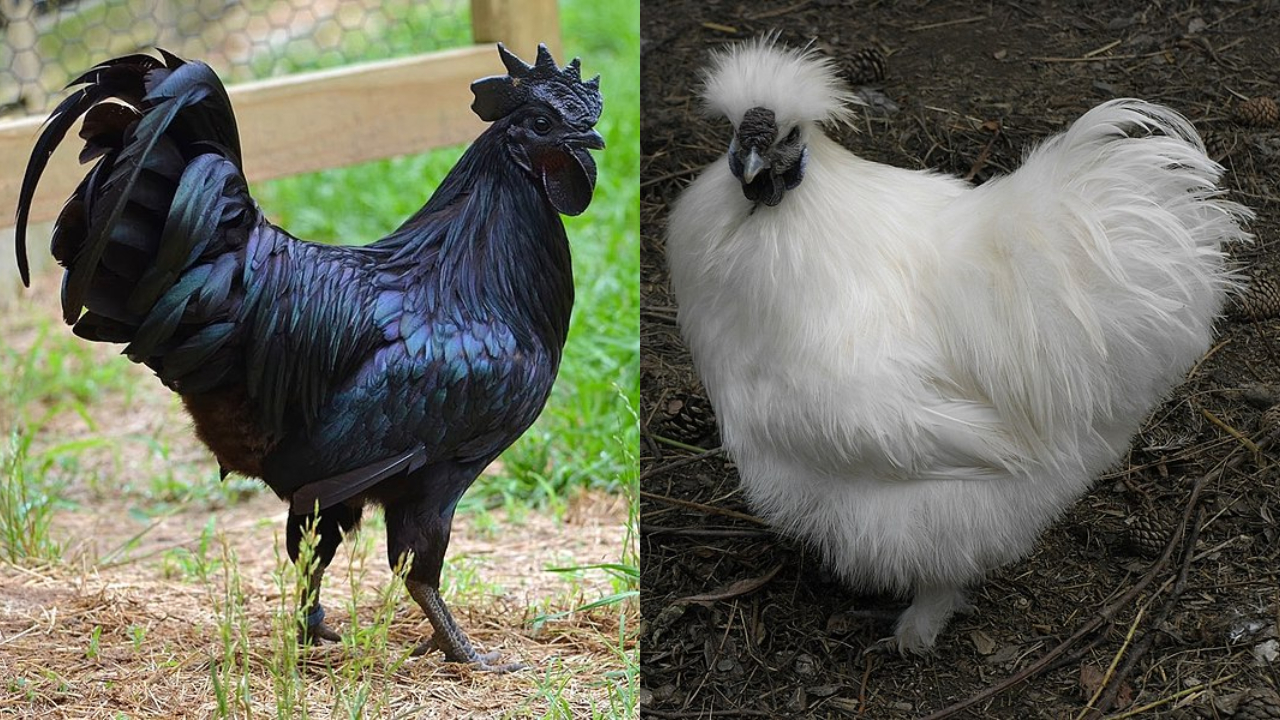 Imagem de ayam cemani e de uma galinha sedosa de penas brancas
