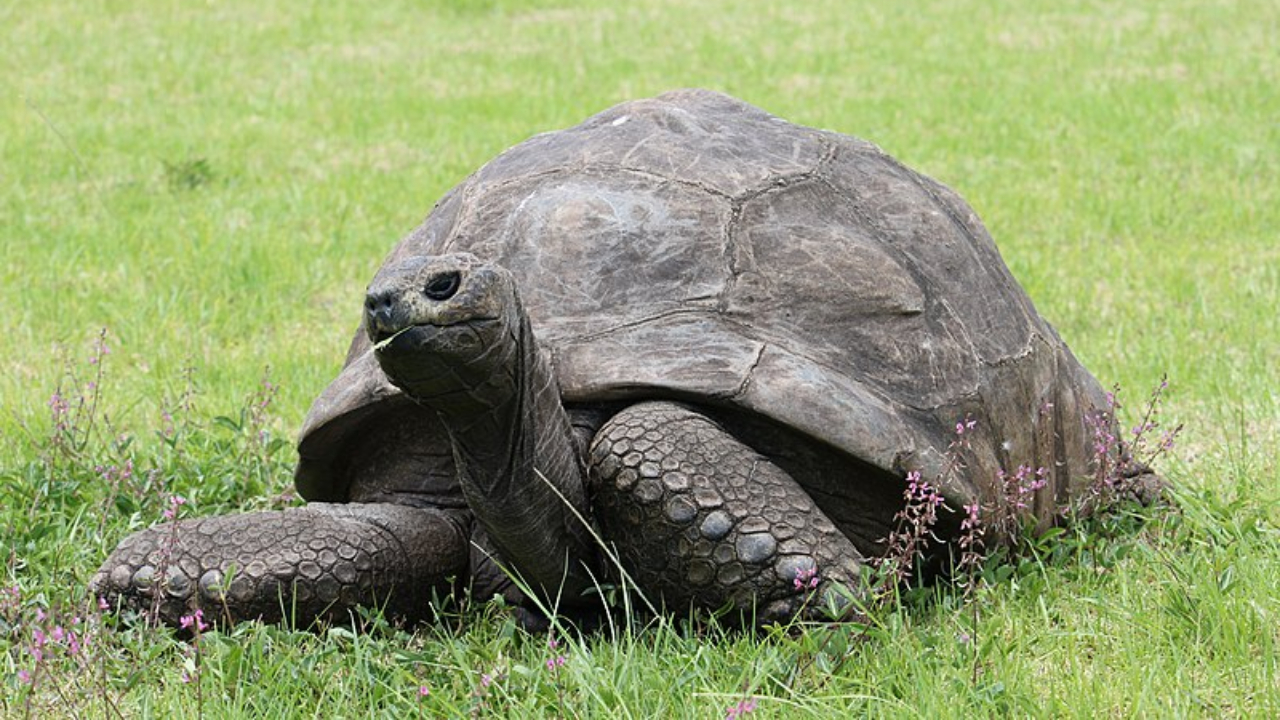 Jonathan, a tartaruga e animal terrestre vivo mais velho do planeta