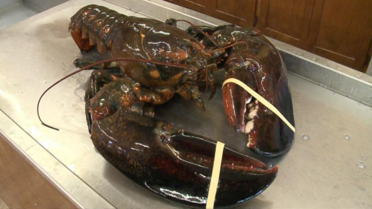 'King Louie', enorme lagosta de 100 anos salva por mulher vegana