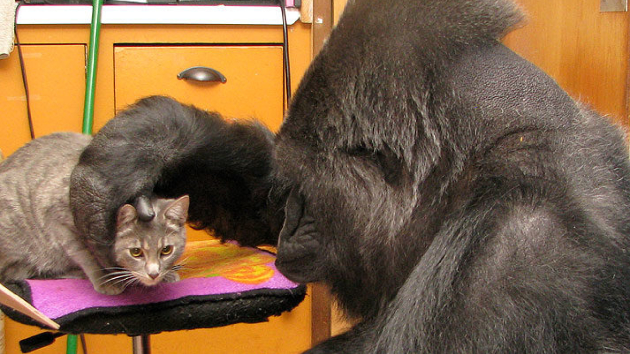 Koko brincando com um de seus gatinhos