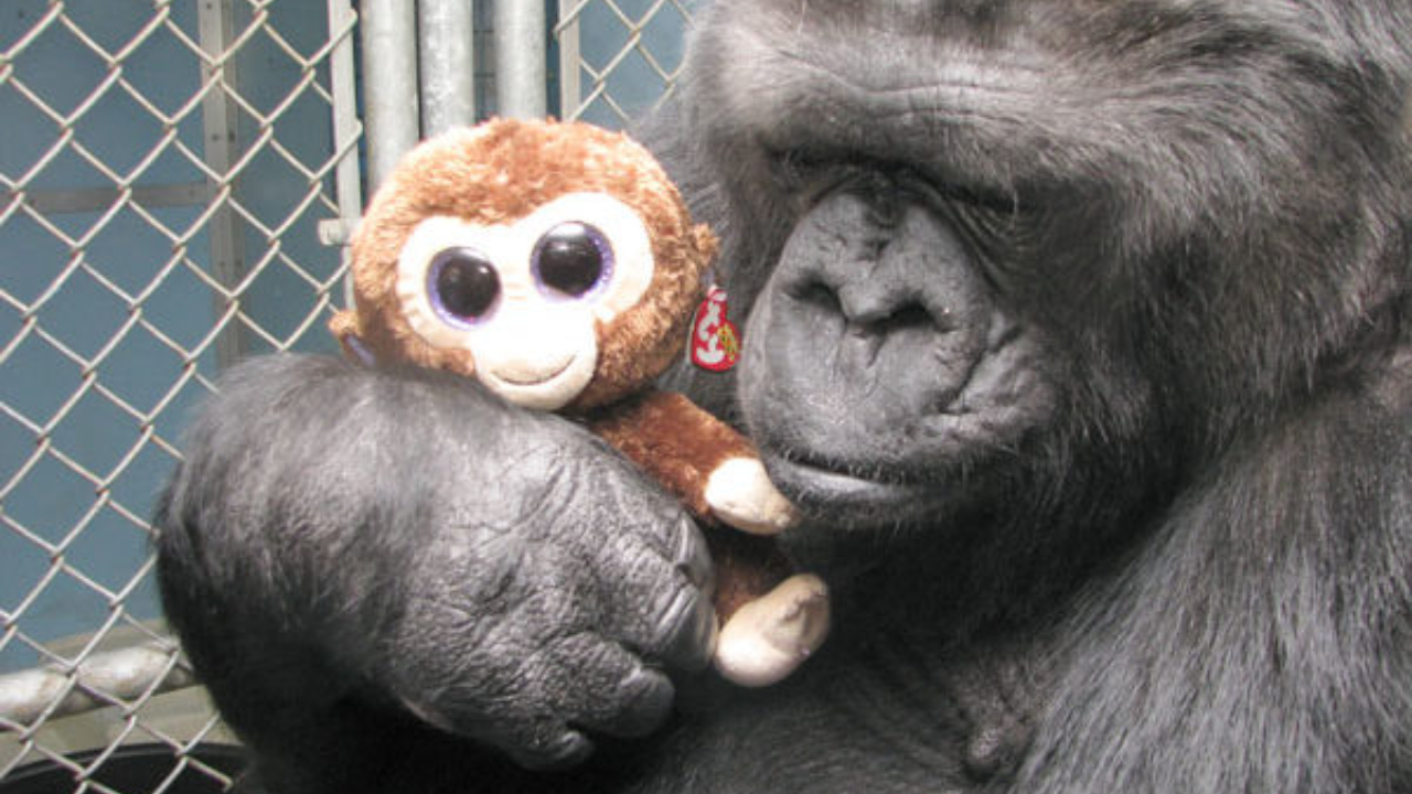 Koko, a gorila