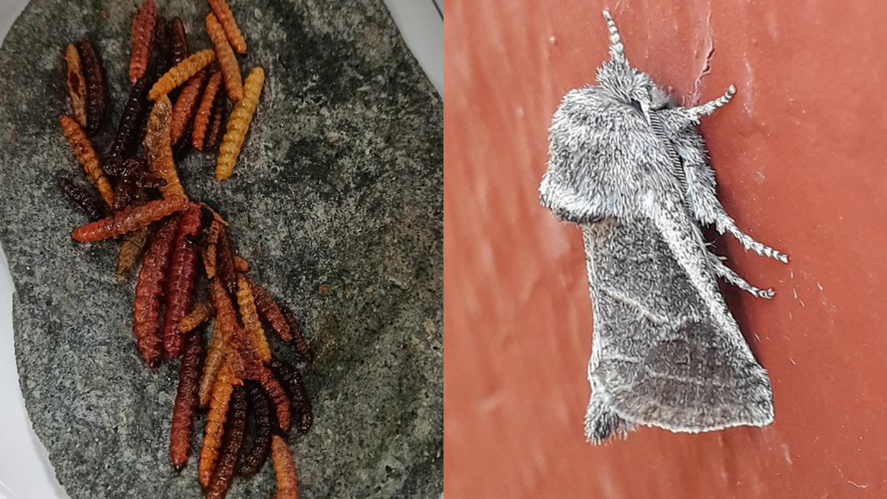 Imagens de larvas e da mariposa-vermelha-do=agave (Comadia redtenbarcheri)