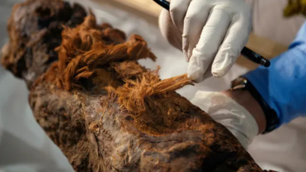 Múmia descoberta em 2019 sendo examinada em série documental da National Geographic