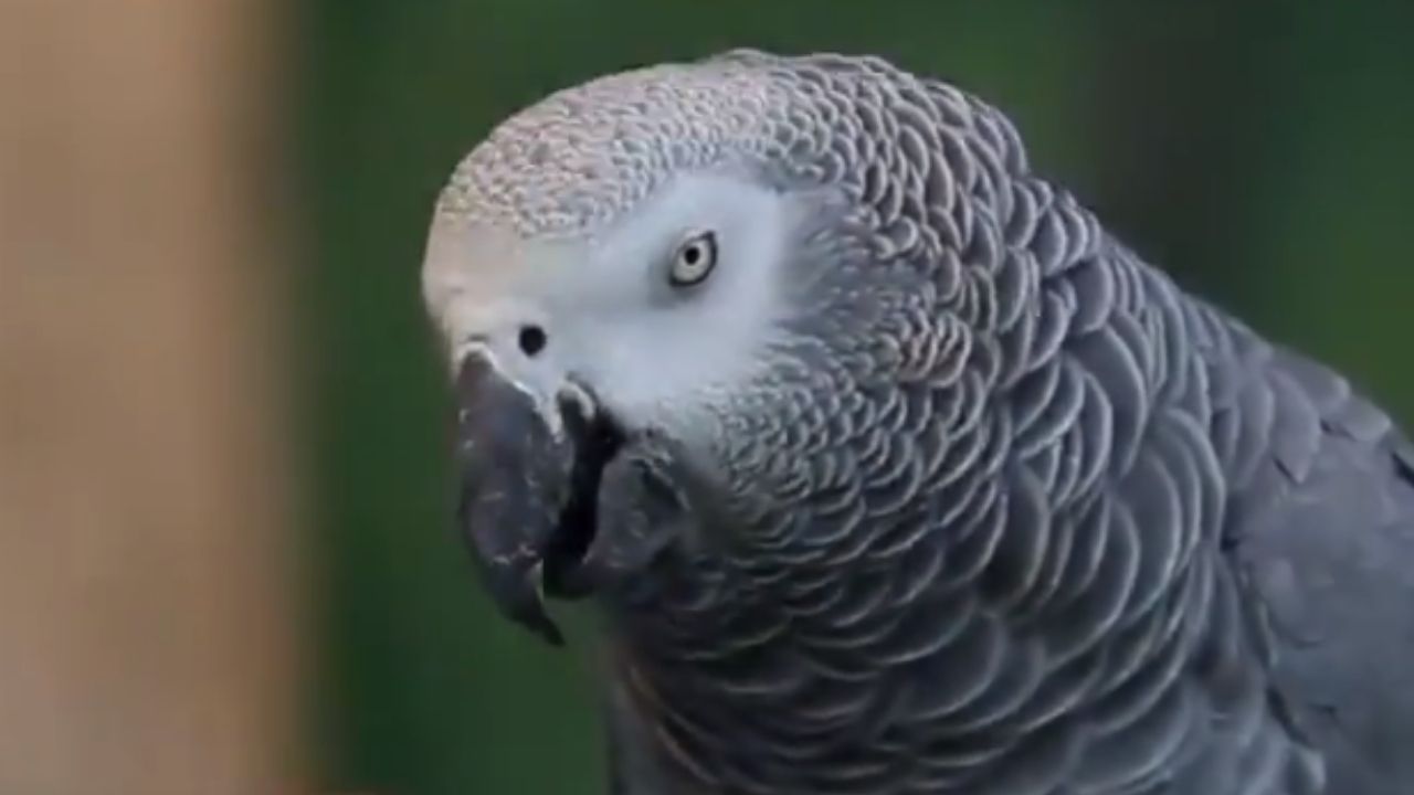 Papagaio bilíngue: a cômica saga da ave que fugiu de casa e voltou falando  espanhol