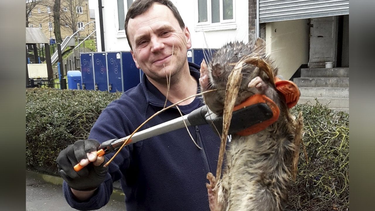 Enganou até a imprensa: A verdade por trás da foto da ratazana gigante de  Londres