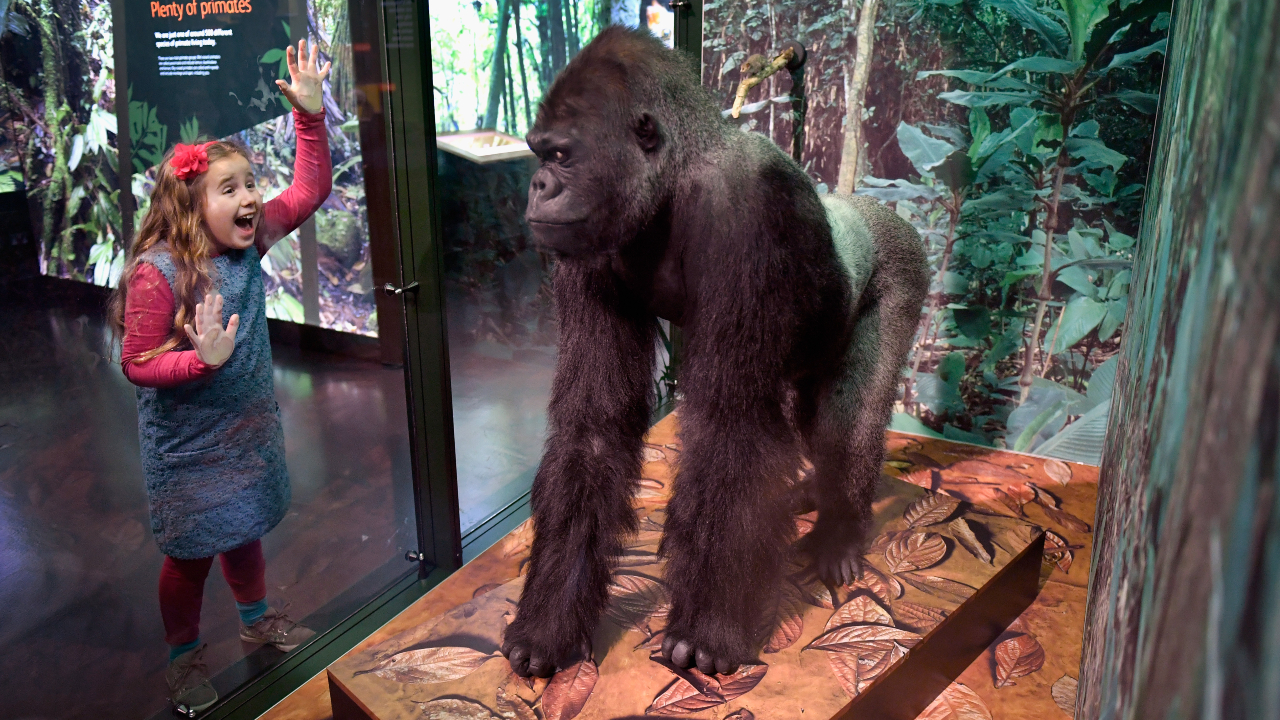 Fotografia de um gorila taxidermizado sendo observado por uma criança