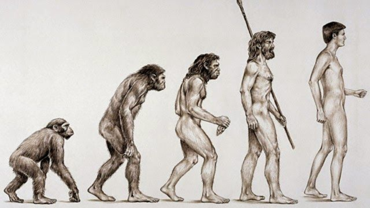 Como era o ancestral comum dos humanos e macacos? - Canaltech