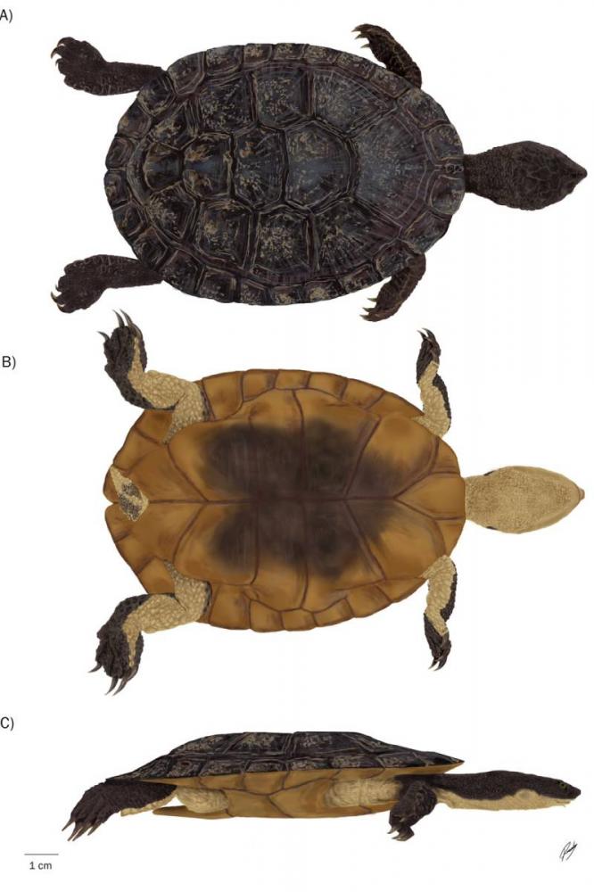 Análises morfológicas feitas da nova espécie de tartaruga. Foto: Divulgação