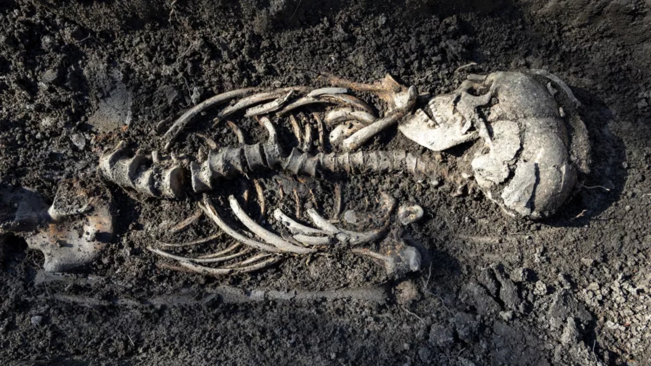Restos mortais de vikings revelam que suas raízes genéticas são  inesperadamente diversificadas